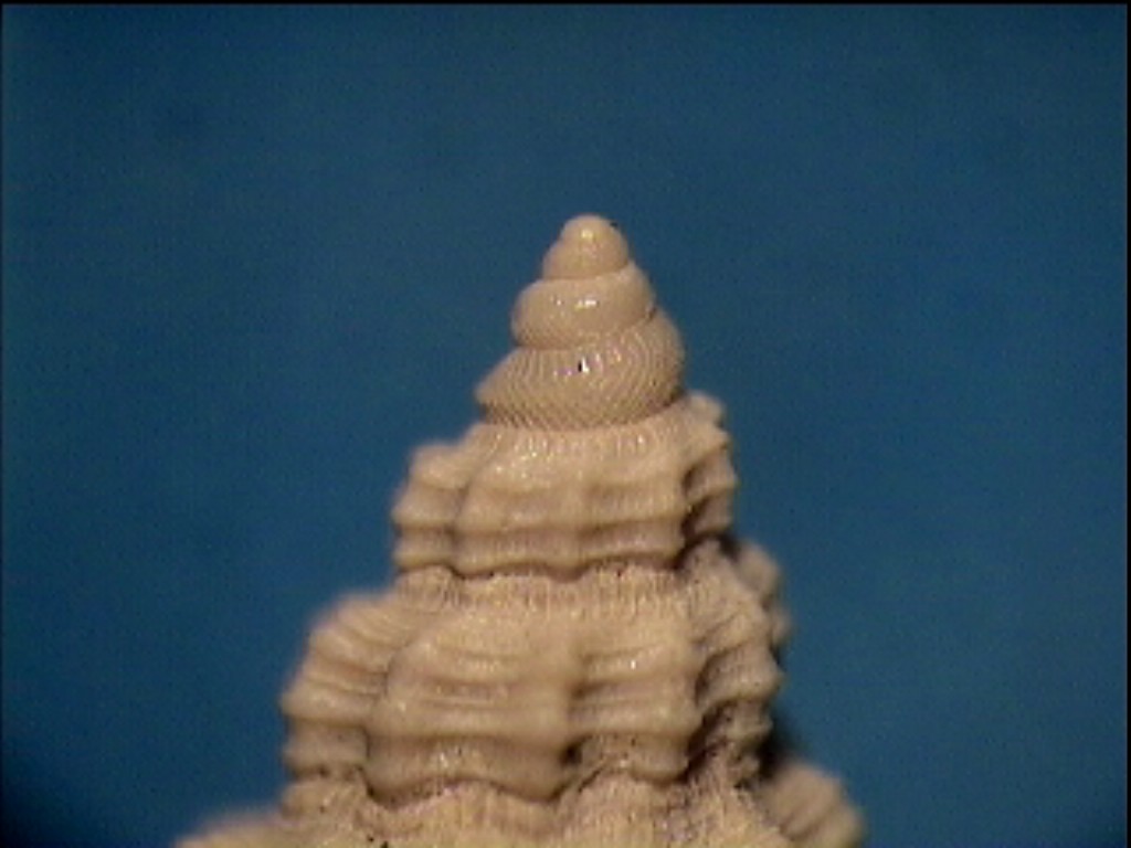 Comarmondia stria